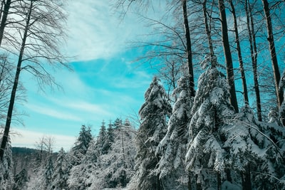 白天被雪覆盖的松树照片